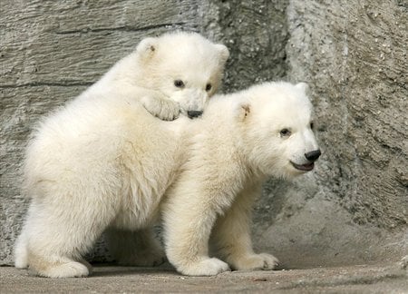 sweet little bears for cristina_mehr - white, bears, cub, animals, polar