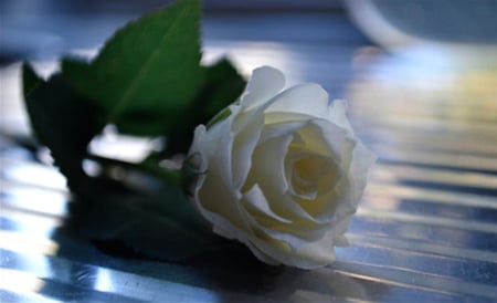 White rose - white, nature, flowers, roses