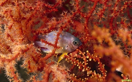 Life Under The Sea - coral, ocean, life, water, fish, sea