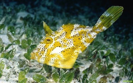 Life Under The Sea - coral, ocean, life, water, fish, sea