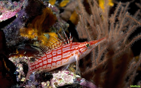 Life Under The Sea - coral, ocean, life, water, fish, sea