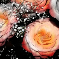 beautiful roses for you deejai from kate