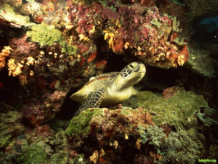 Turtle - coral, ocean, turtle, life, water, fish, sea