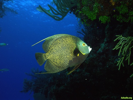 Life Under The Sea - coral, water, sea, ocean, fish, life