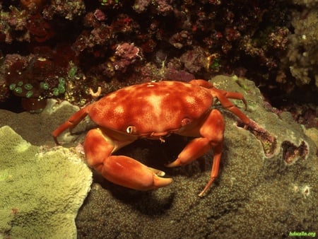 Red Crab - coral, water, sea, ocean, fish, red crab, life