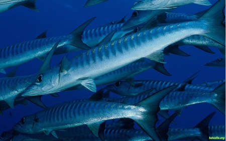 Barracuda - coral, barracuda, ocean, life, water, fish, sea