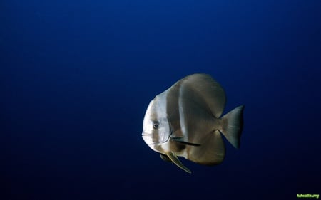 Life Under The Sea - coral, ocean, life, water, fish, sea