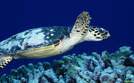 Turtle - coral, ocean, turtle, life, water, fish, sea