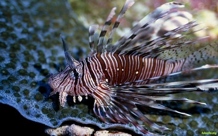 Lionfish - lionfish, coral, water, sea, ocean, fish, life