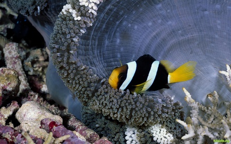 Clownfish - clownfish, coral, ocean, life, water, fish, sea