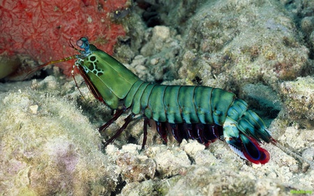 Shrimps - coral, ocean, life, water, shrimps, fish, sea