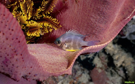 Life Under The Sea - coral, ocean, life, water, fish, sea