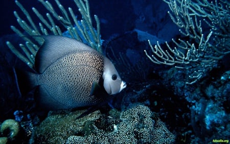 Life Under The Sea - coral, ocean, life, water, fish, sea