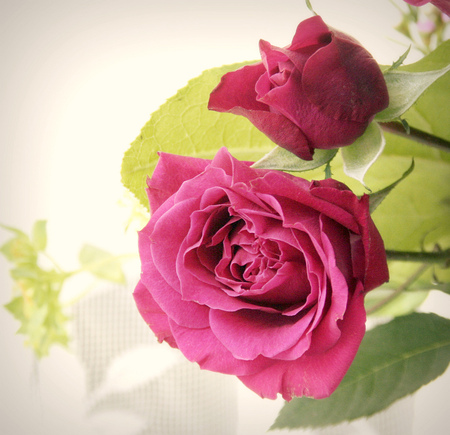 roses for my friends - roses, pink, gift, beautiful, still life