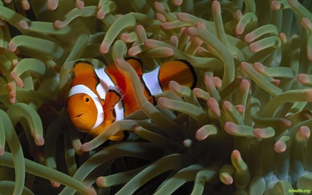 Clownfish - clownfish, coral, water, sea, ocean, fish, life