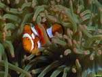 Clownfish