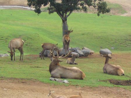 Elk - wildlife, animals, elk, hills, deer, dirt, grass, bucks, trees, nature