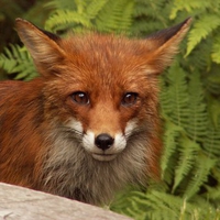 The Fox