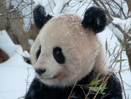 Panda Bear in Snow - baby panda, bears, narture, snow, cute bears, panda, black bear