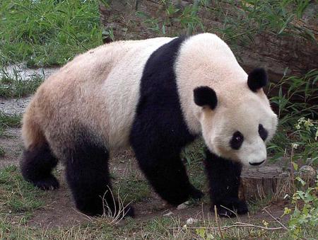 The Bear - nature, panda, panda bears walking, logs