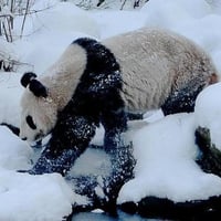 Snowball Fight with Panda's