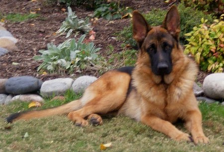 German Shepherd Down - nature, puppies, german shepherd, rocks, animals, big german shepherds