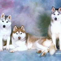 Beautiful Siberian Huskies