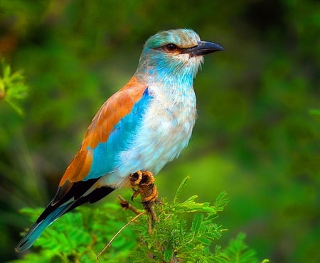 Raller - raller, black, bird, blue, white, europe, orange, tree, branch