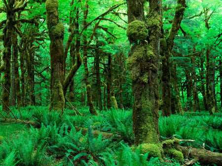 TAKE A WALK IN THE ALL GREEN GRASS - scenic, trees, forest, green