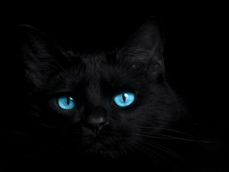 Cat Blues Cats Animals Background Wallpapers On Desktop Nexus