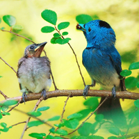 Adorable baby birds ;)