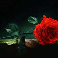 Single red rose