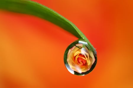 Magic drop with rose - drop, magic, beautiful, beauty, orange, flowers, colorful, nature, green, rose, background