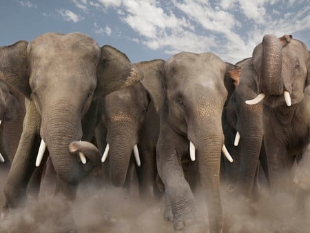 elephants - elephants, animals, wild, army, wallpaper, africa, gray