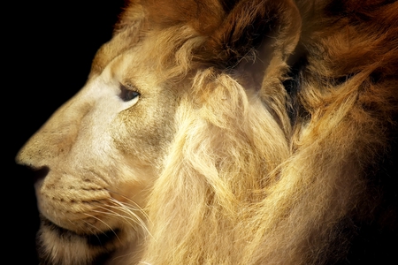 Male lion - male, mane, animal, king, lion