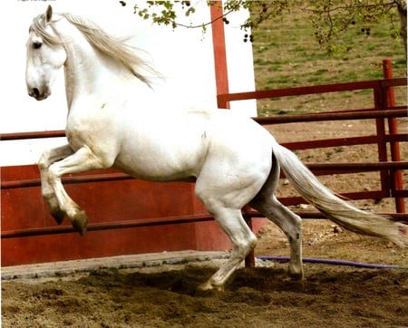 Alert Temperament - spanish, grey, horses, andalusian