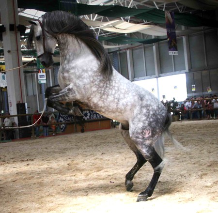 Spectacle - spanish, grey, dapple grey, horses, andalusian