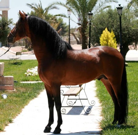 Iberian Silhouette - spanish, horses, bay, andalusian