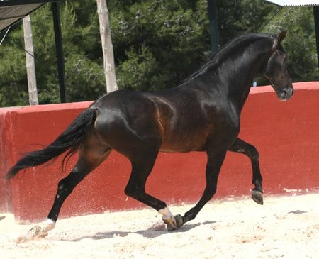 Playground 1 - black, spanish, horses, andalusian