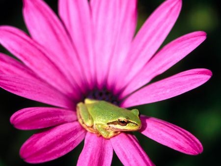 frog - frog prince, green, flower, pink, frog