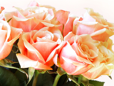 Beautiful roses - roses, beautiful roses, beauty, lovely, sunny day, light, bouquet