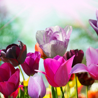 Colourful tulips