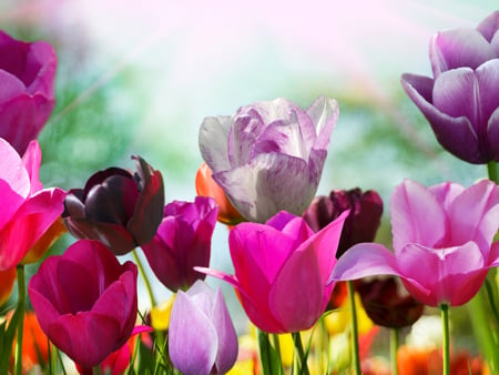 Colourful tulips - yellow, beautiful, beauty, spring, pink, flowers, colours, tulips, stunnig, nature, purple, red, sunny day, beautiful day