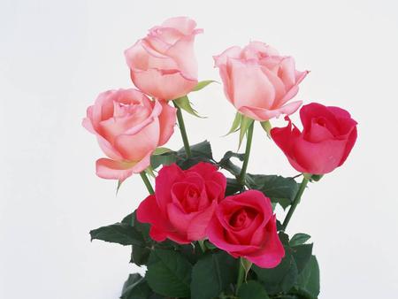 two colors - nature, roses, red, pink, flowers, flower