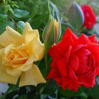 red-and-yellow-roses