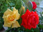 red-and-yellow-roses