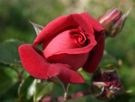 red-rose-half-opened - nature, rose, flower, red