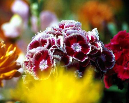 bouquet-of-pansies - nature, bouquet, colors, flowers