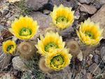 rainbow-cacti-in-bloom_big-bend-national-park_texas