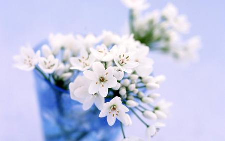 Flowers-in-a-Vase - white, nature, flowers, vase